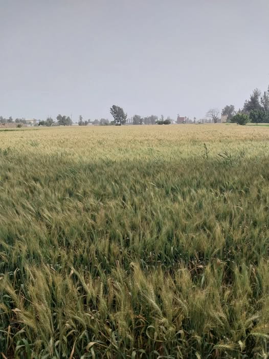 هل اروي القمح عمر ٤ شهر و ٤ ايام